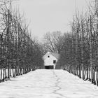 Obstplantage im Winter