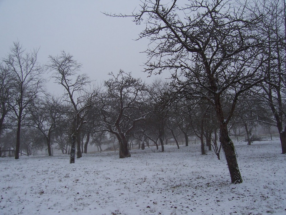 Obstplantage im Winter