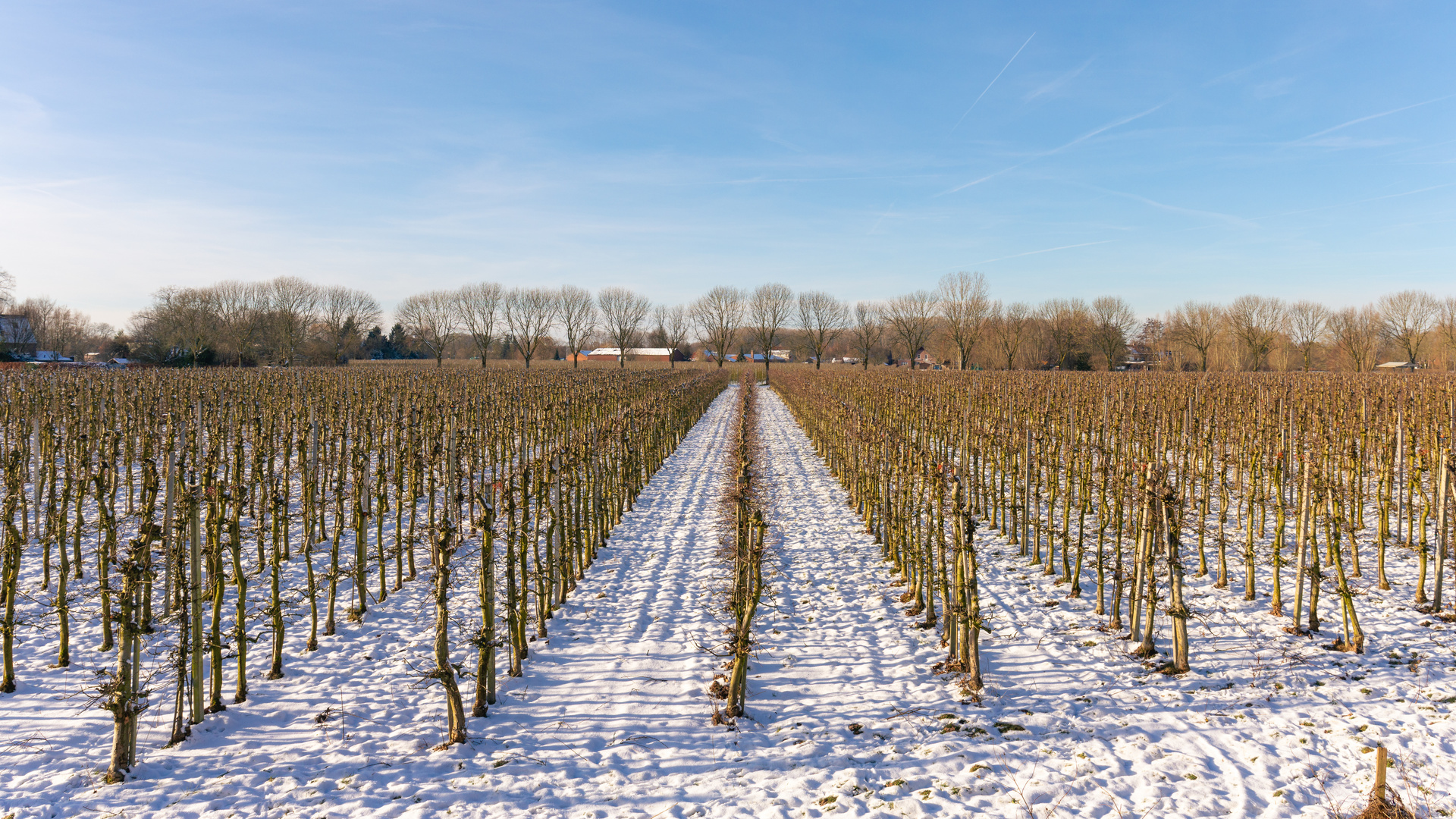 Obstplantage im Winter