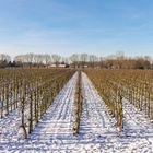 Obstplantage im Winter