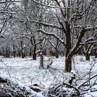 Obstplantage im Winterschlaf