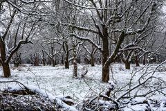 Obstplantage im Winterschlaf