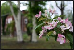 ...ObstPlümschenBaum...