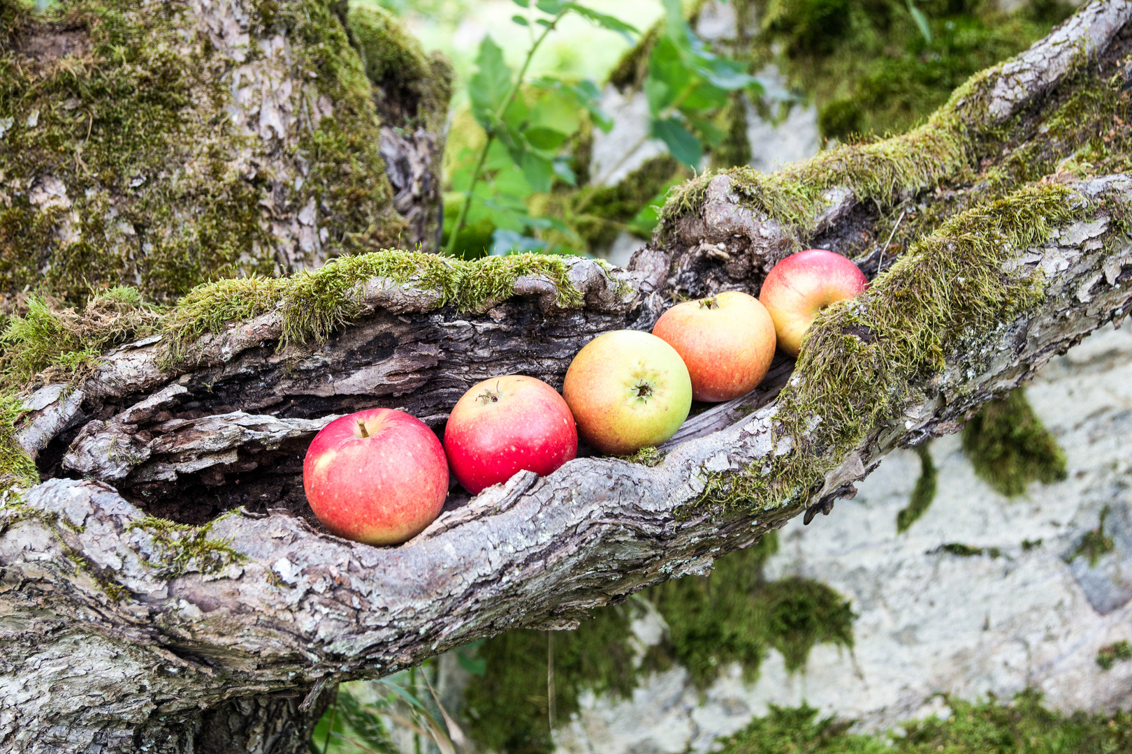 Obstschale