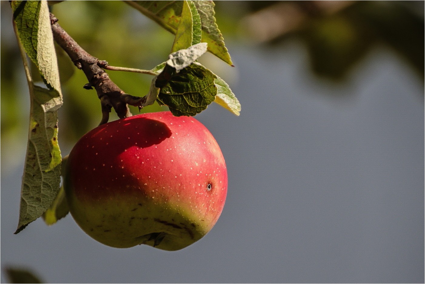 Obsttag 1