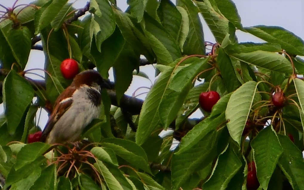 Obsttag 