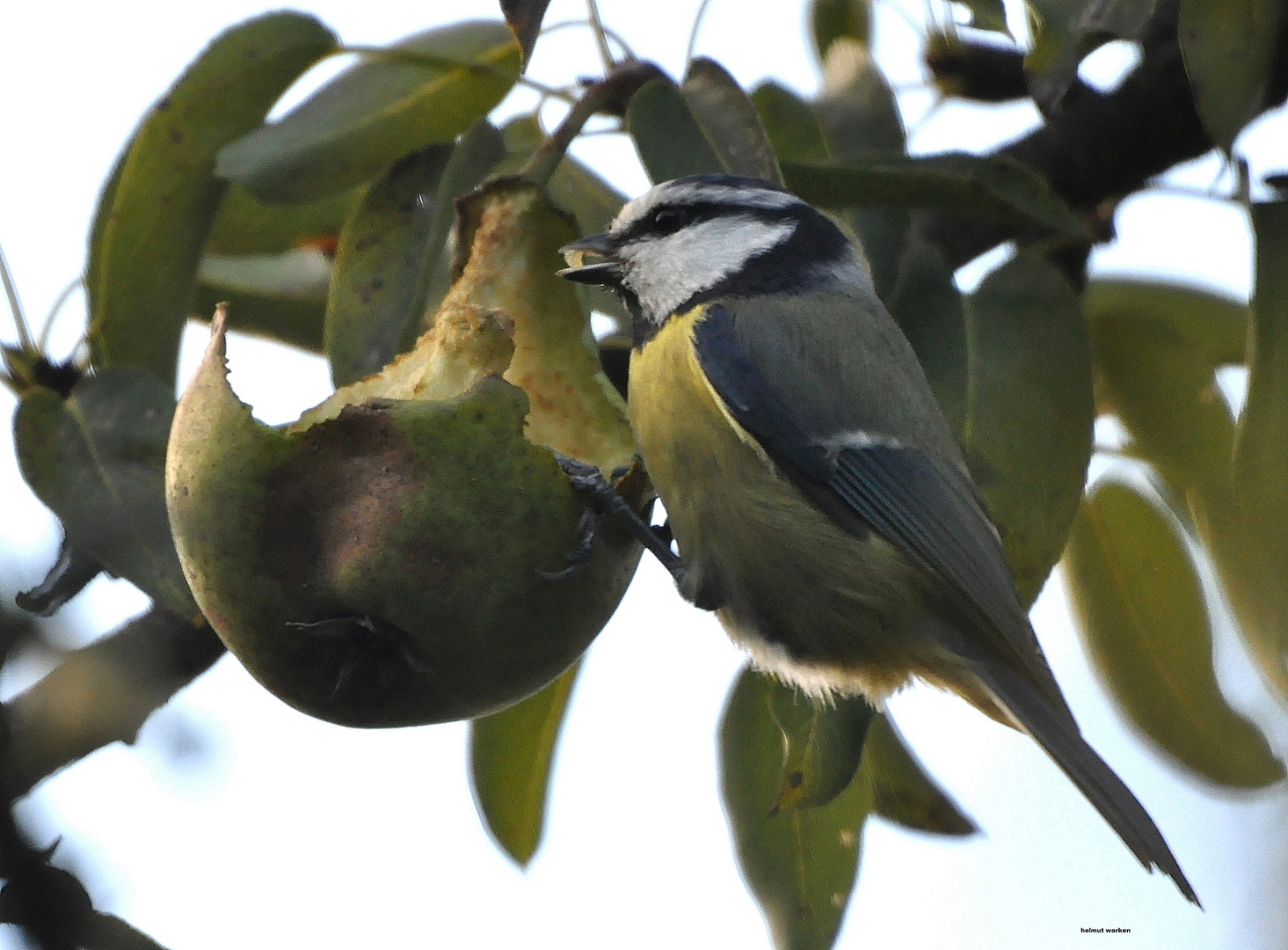 Obsttsag