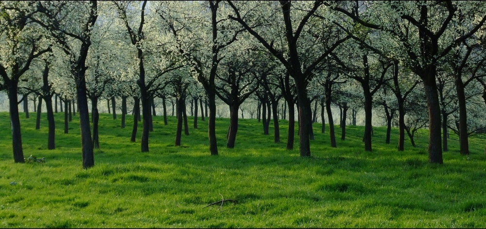 Obstwiese