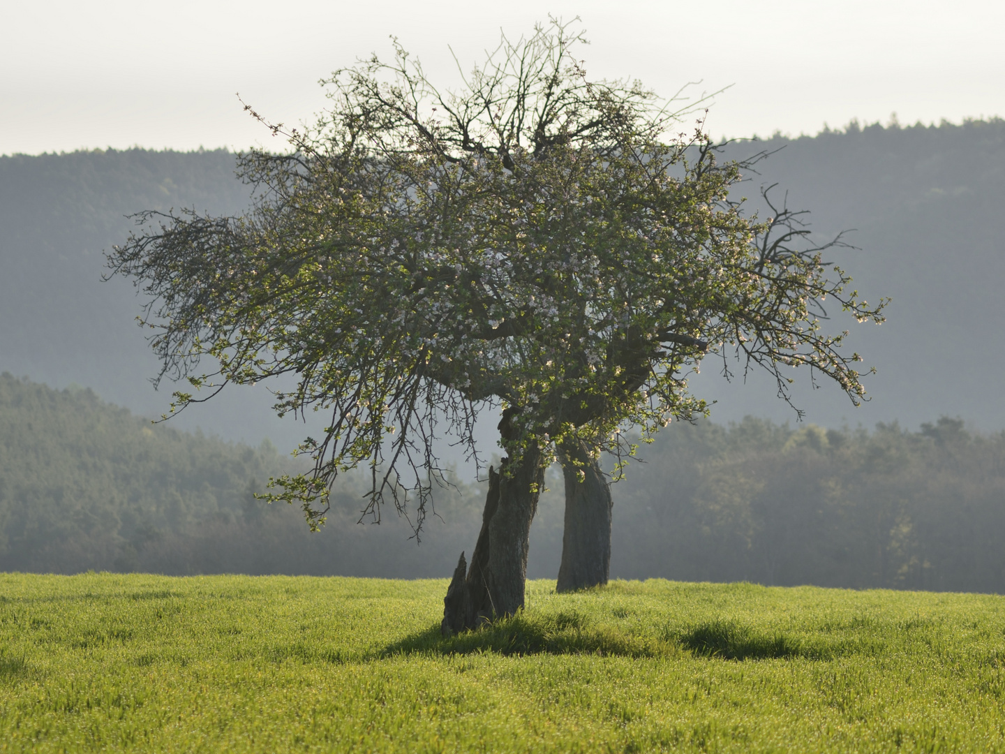 Obstwiese