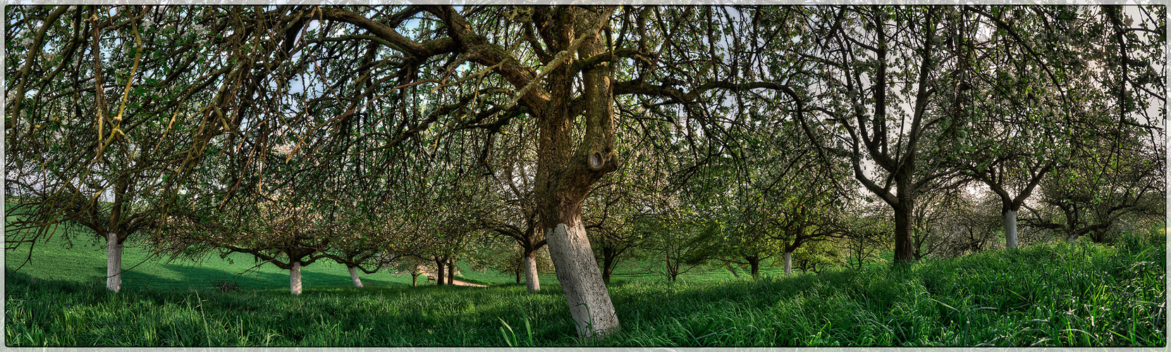 Obstwiese