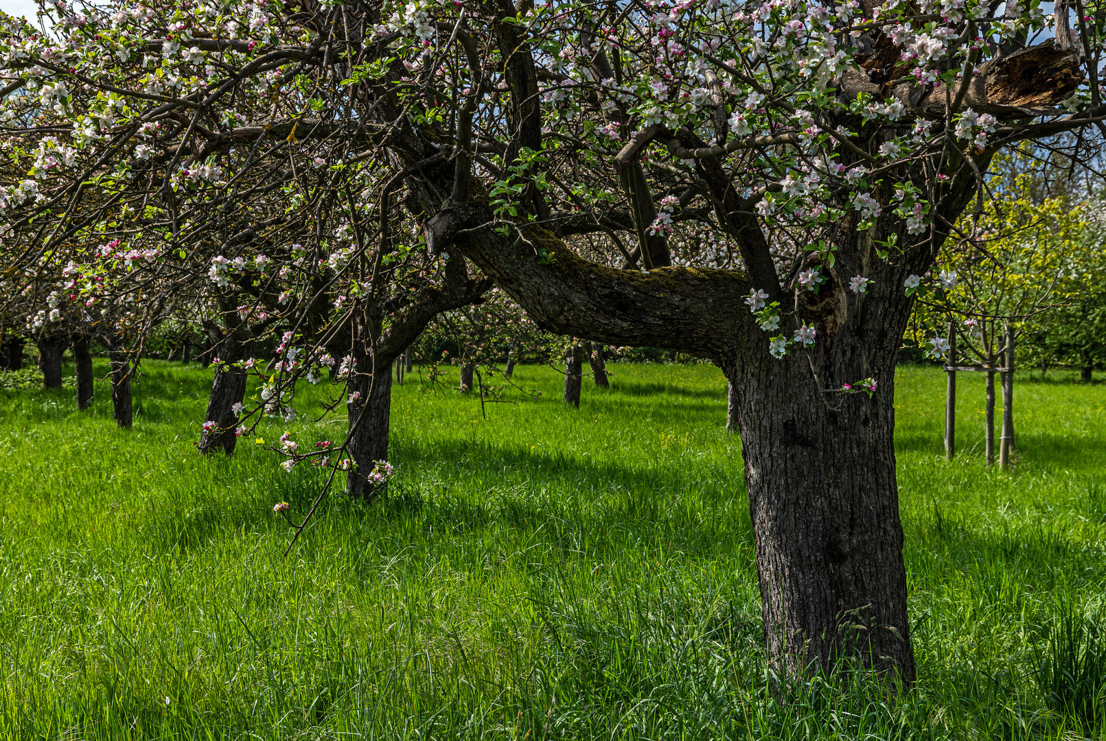 Obstwiese