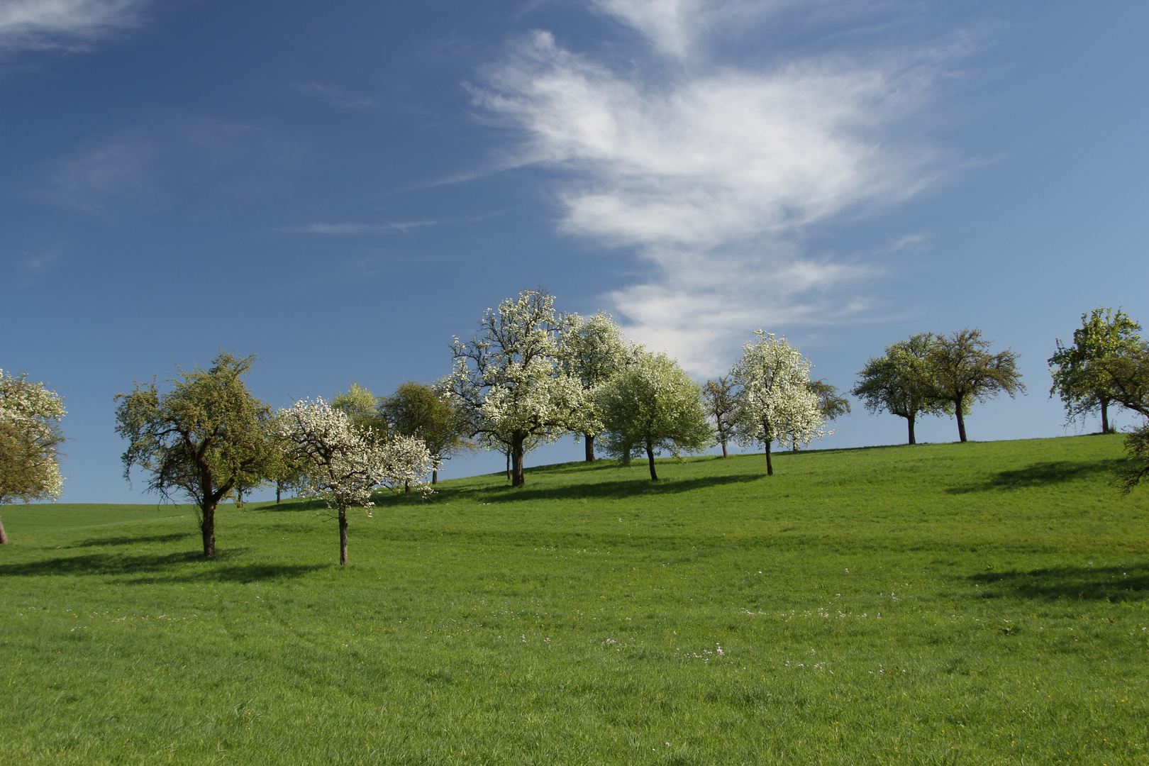 Obstwiese