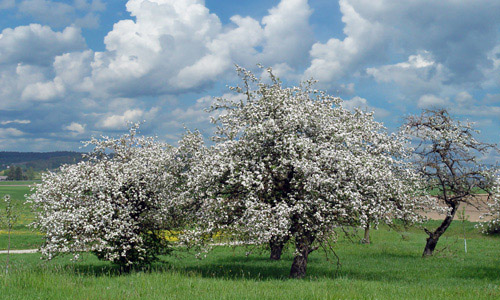 Obstwiese