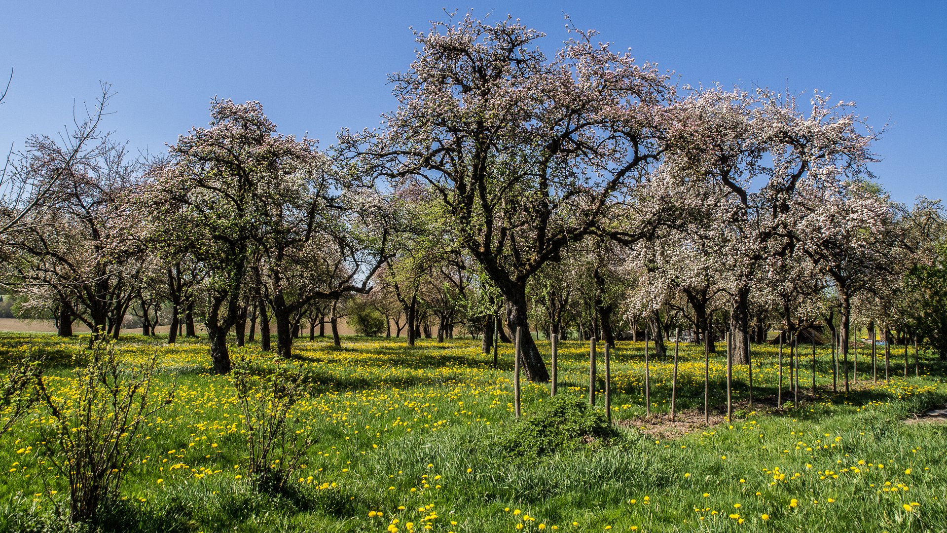 Obstwiese