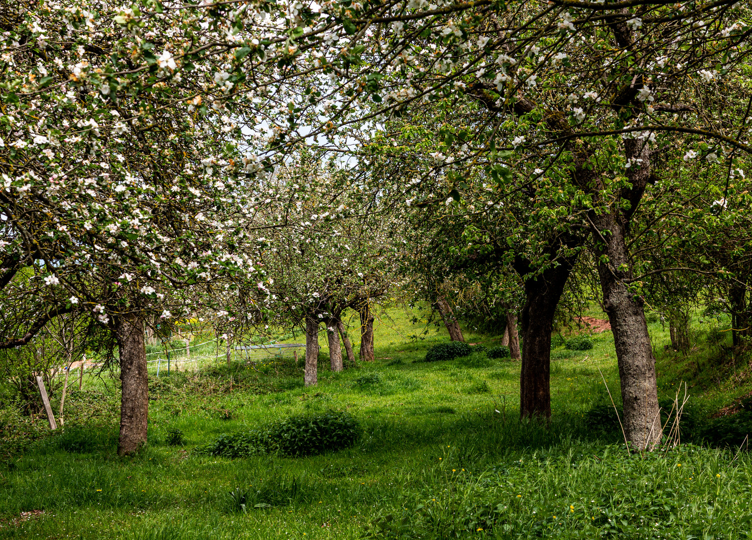 Obstwiese