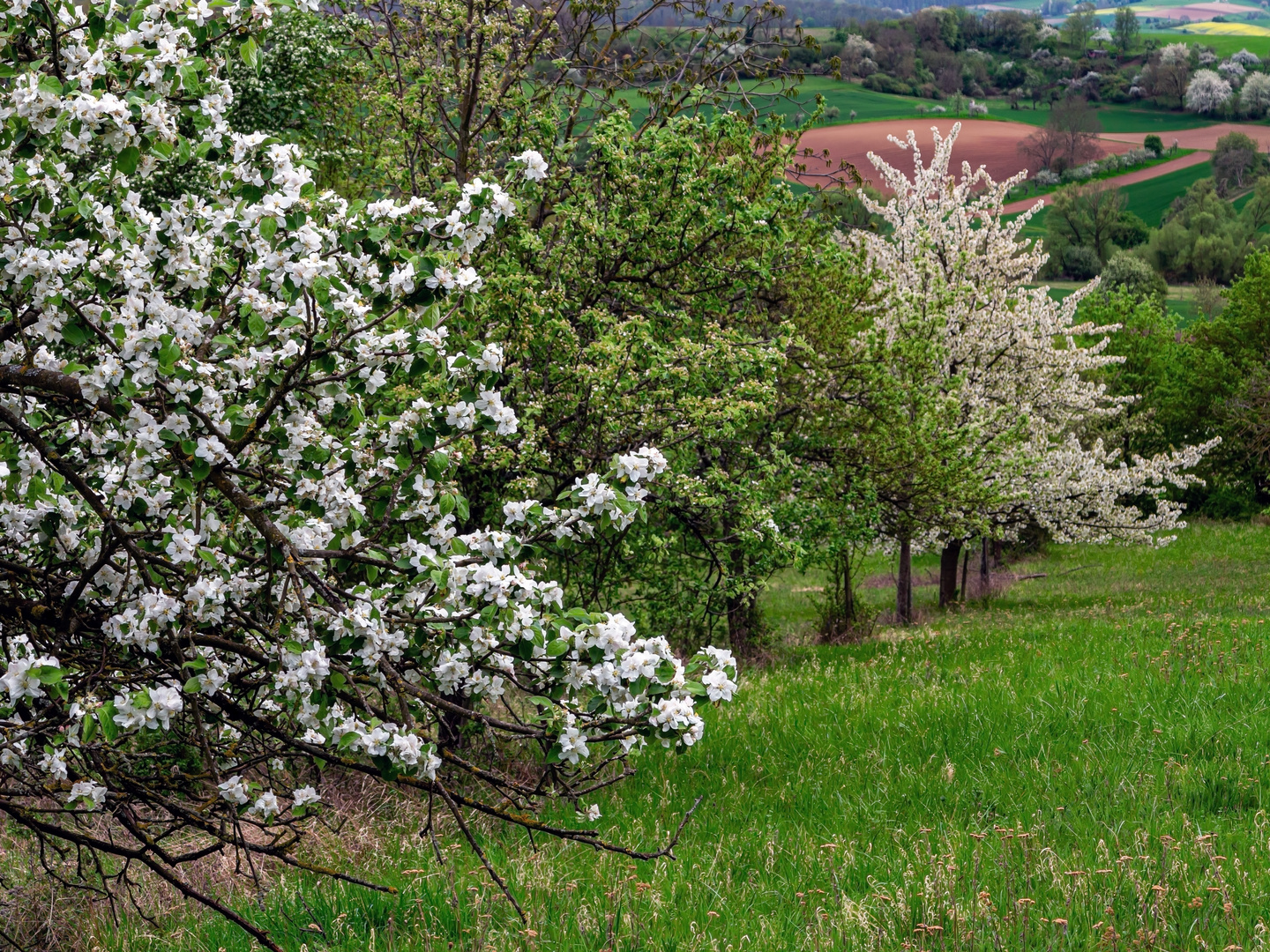 Obstwiese