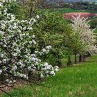 Obstwiese