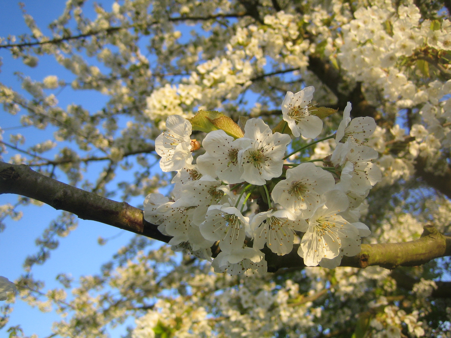 Obstwiese