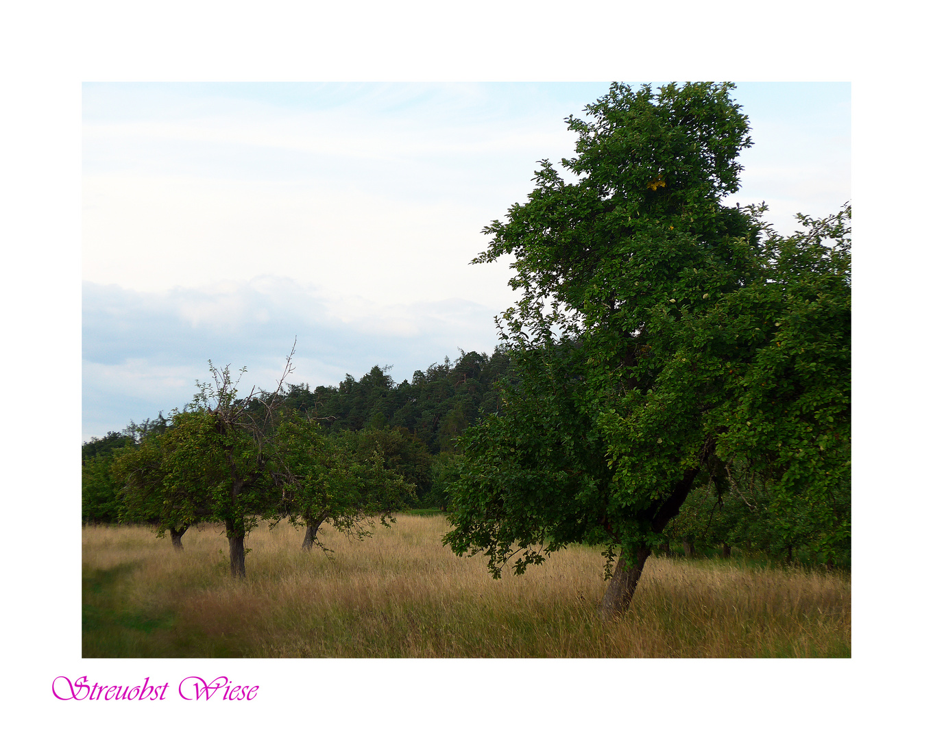 obstwiese