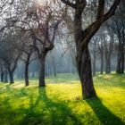 Obstwiese im Frühling