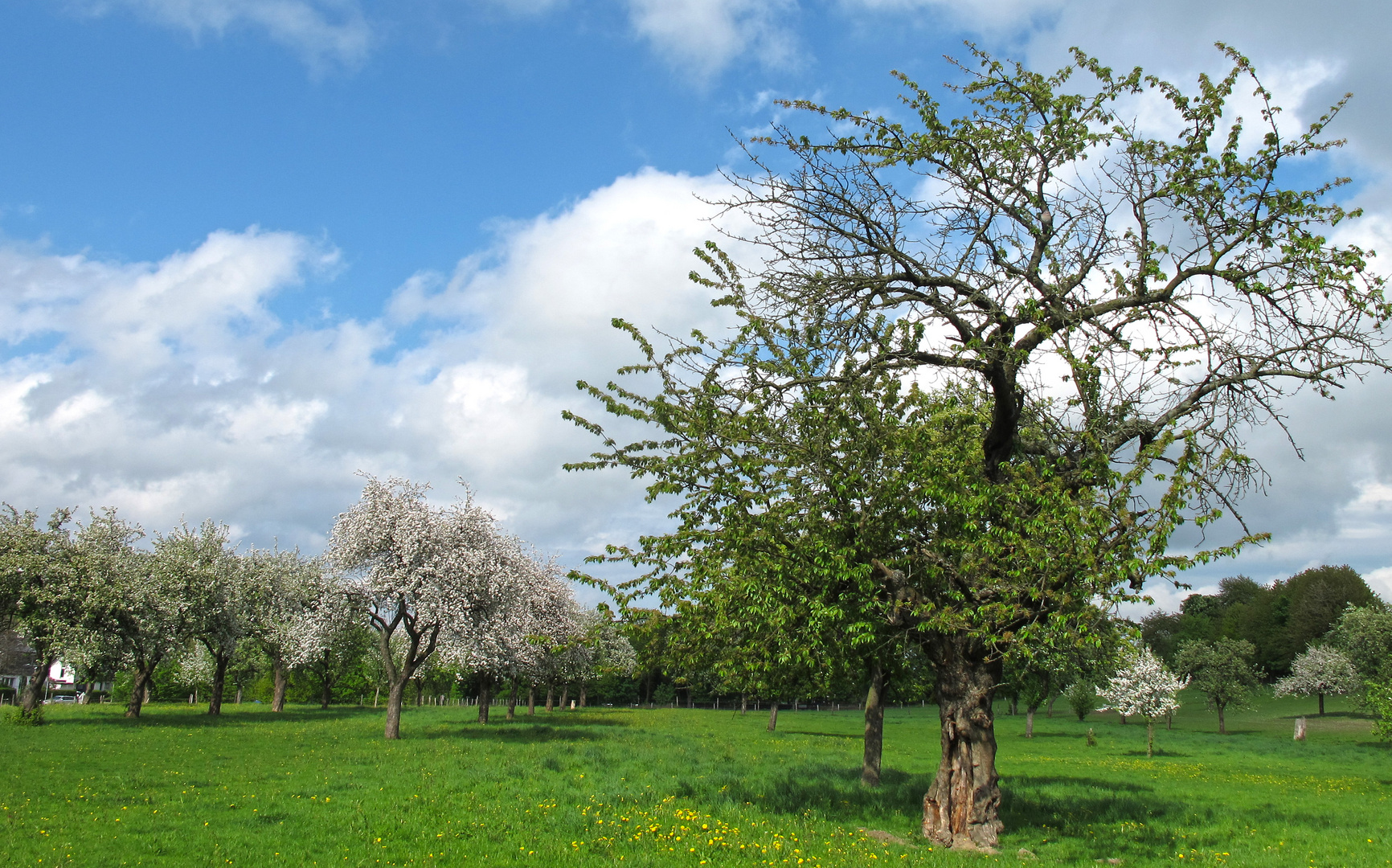 Obstwiese in Essen-Heidhausen