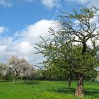 Obstwiese in Essen-Heidhausen