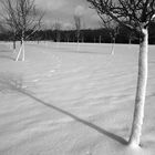 Obstwiese in Winkelhaid 02