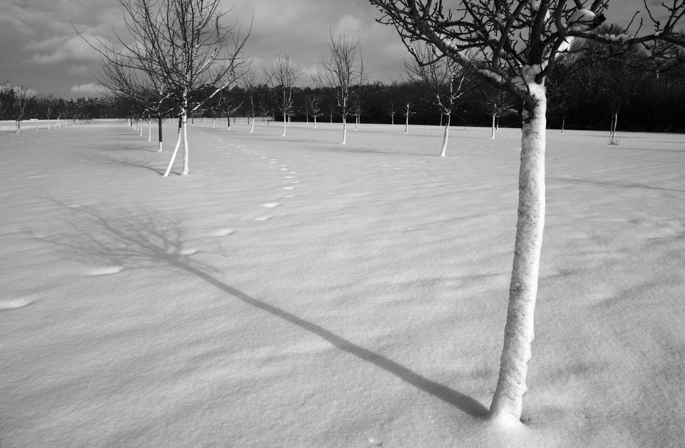 Obstwiese in Winkelhaid 02