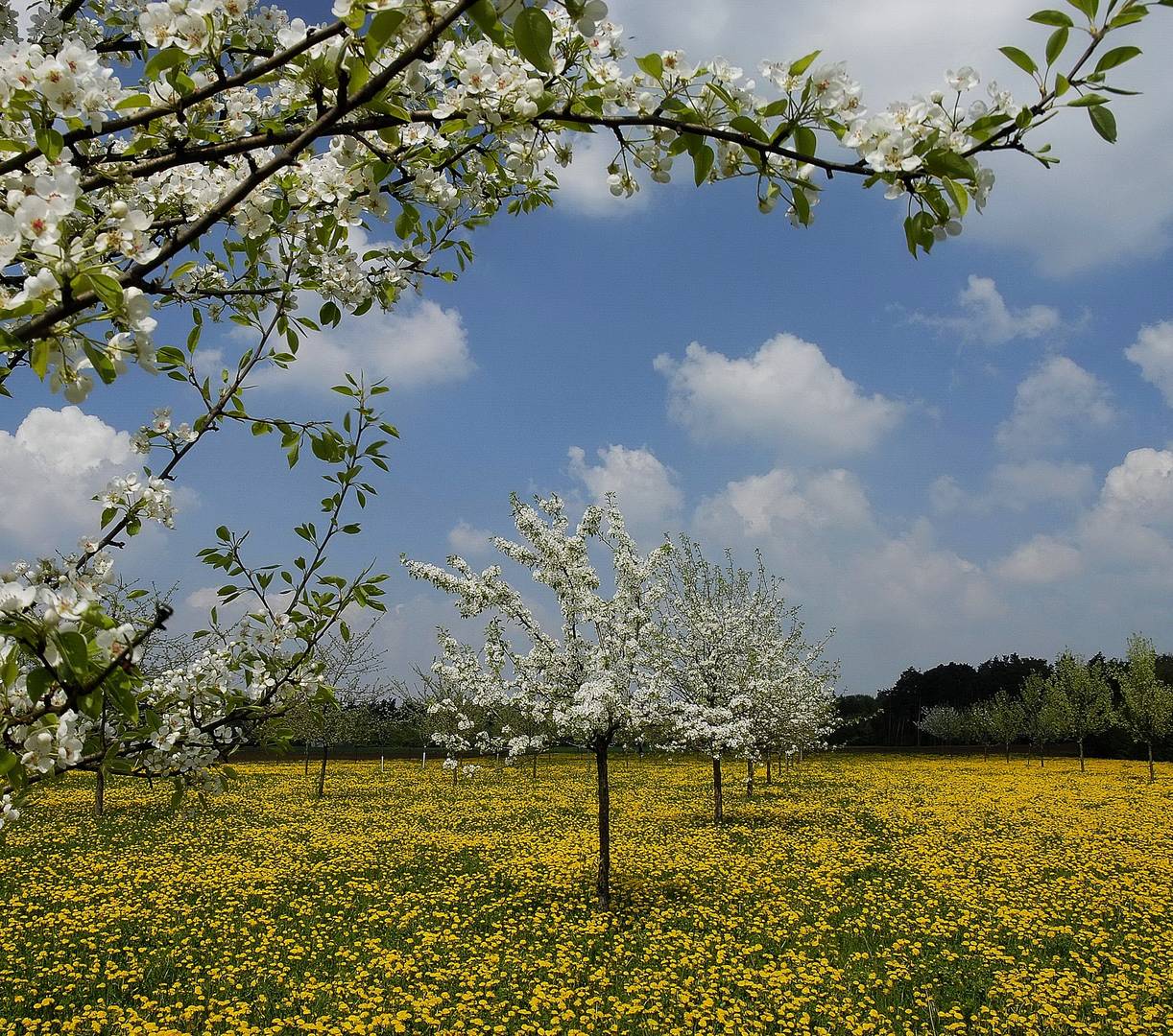 Obstwiese in Winkelhaid