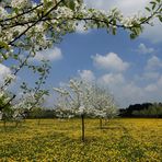 Obstwiese in Winkelhaid