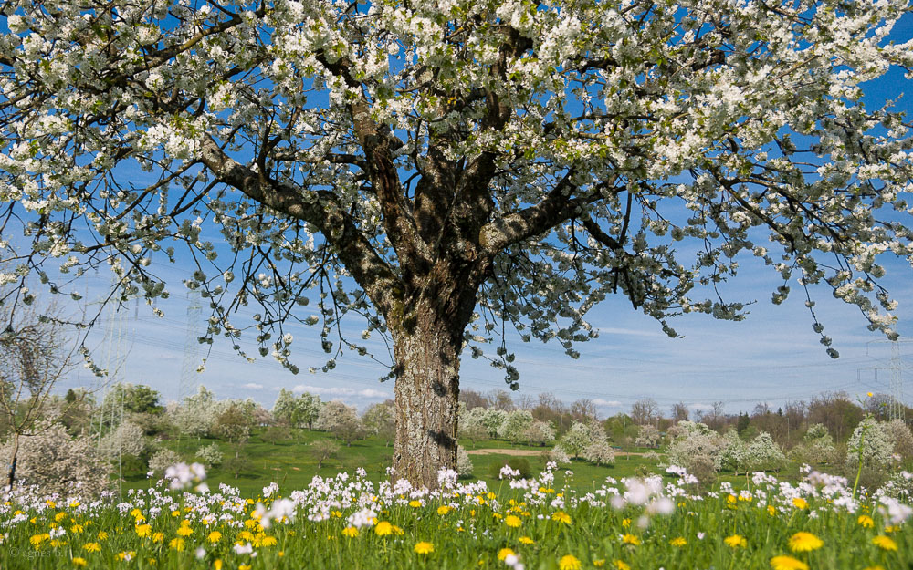 Obstwiesen im Frühling