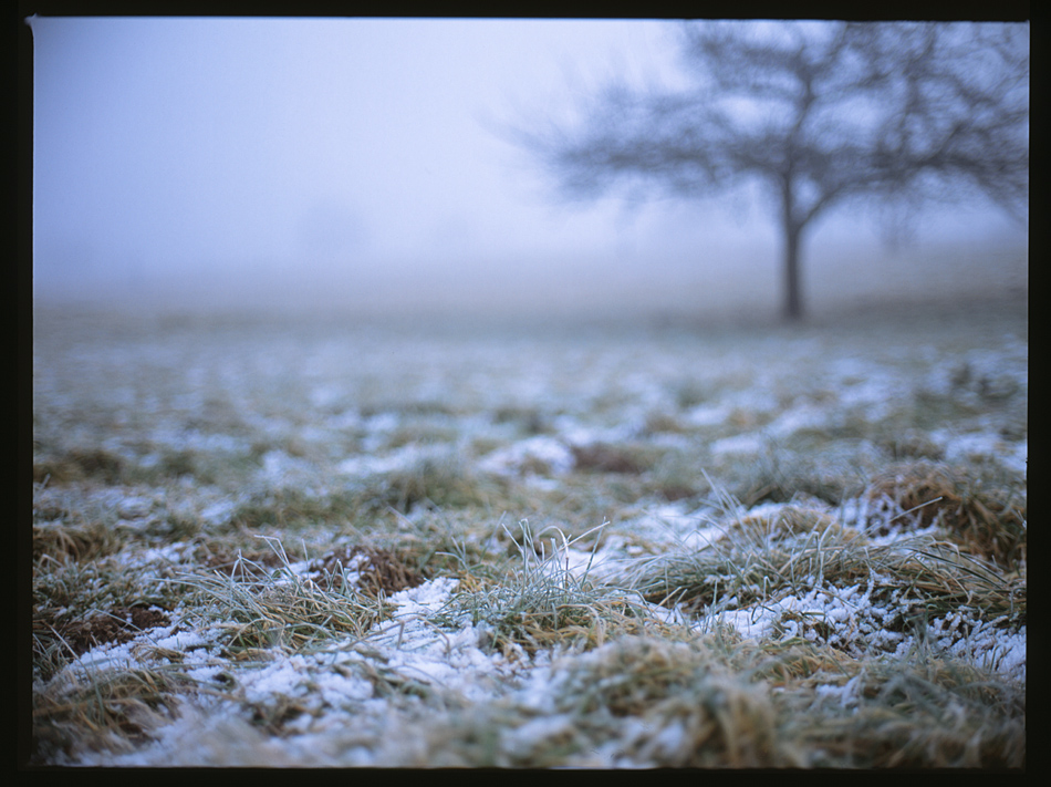 Obstwiesenfrost