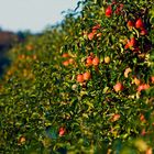 Obstwochen: die Äpfel sind reif...