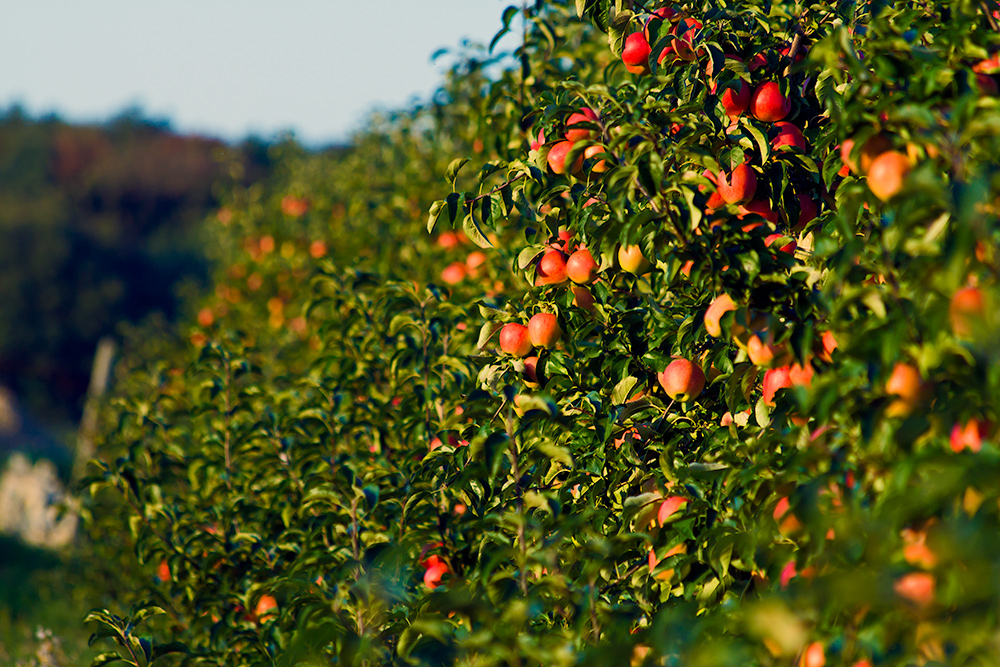 Obstwochen: die Äpfel sind reif...