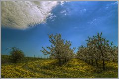 Obtbaumblüte/Löwenzahnblüte/Himmel