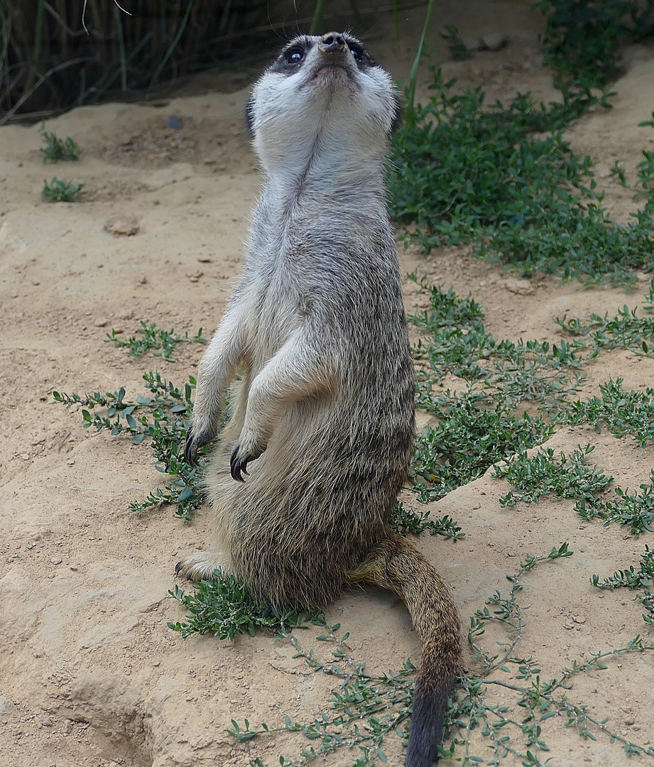 Obwohl es im Tierpark . . .