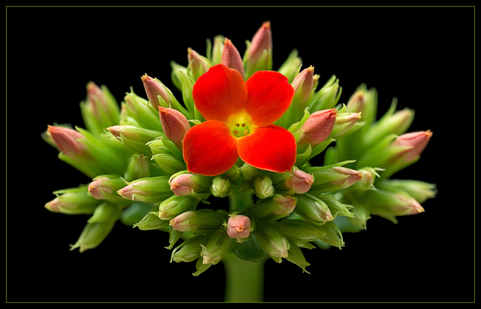 Obwohl meine Blüten winzig sind .. bin ich doch ein Star auf der Fensterbank