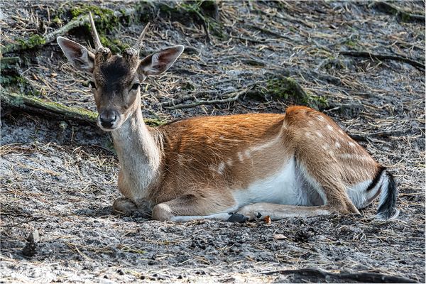 Obwohl ruhend hat das Damwild mich im Blick