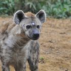 Obwohl viele Menschen diese Hyänen hässlich finden, mich faszinieren sie.