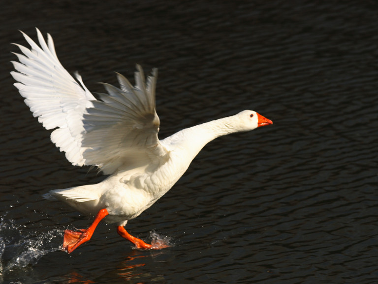 oca echando a volar