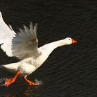 oca echando a volar