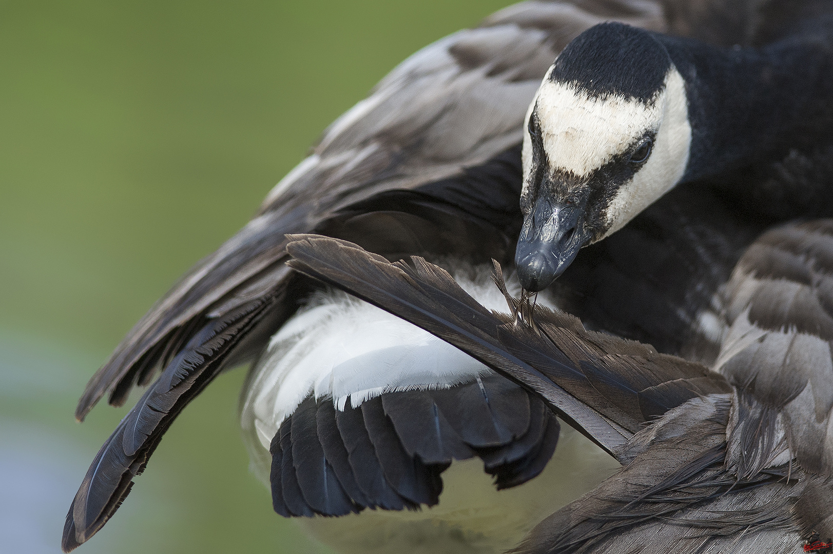 Oca Facciabianca (Branta leucopsis Bechstein, 1803)