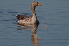 Oca Selvatica