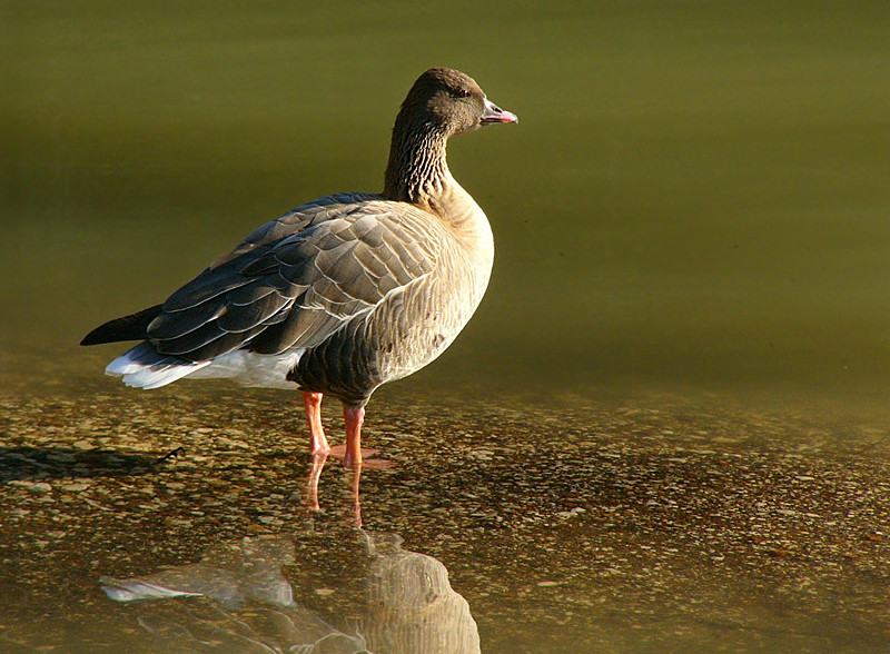 oca zamperosee