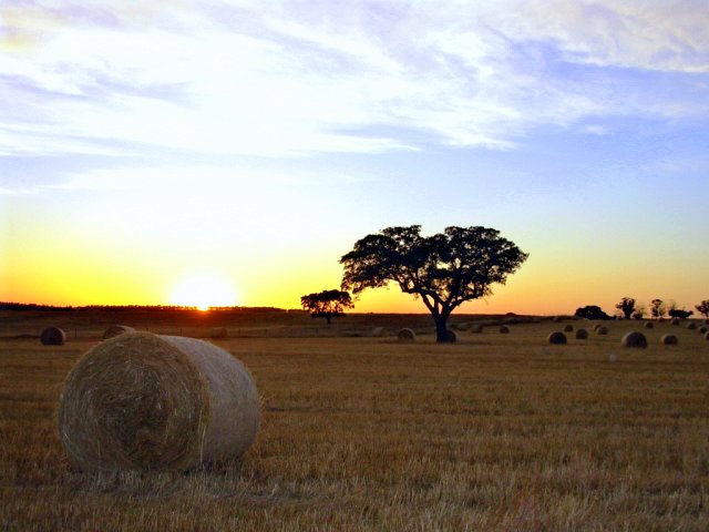 Ocaso na Planície