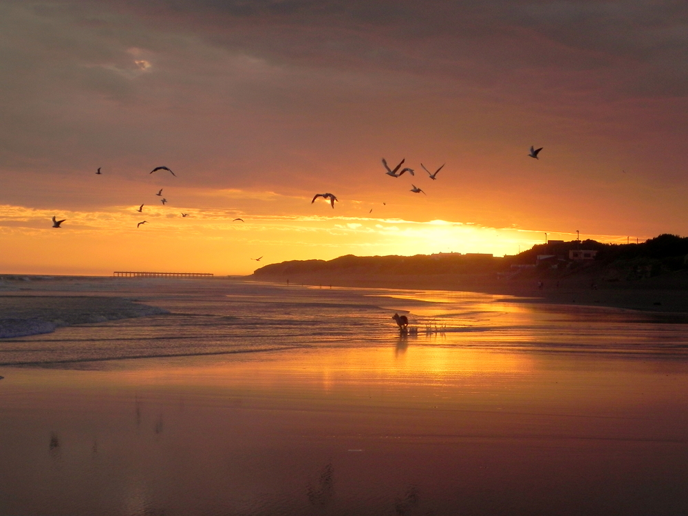 ocaso y las gaviotas