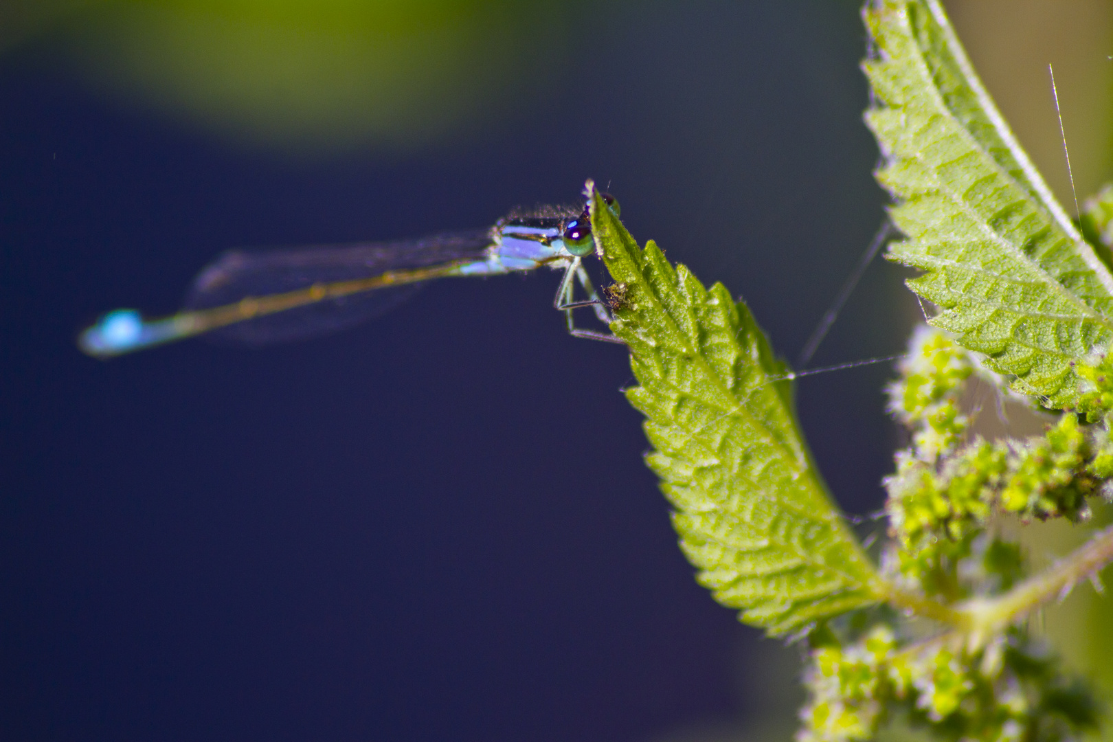 occhi della libellula