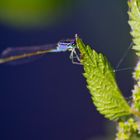 occhi della libellula