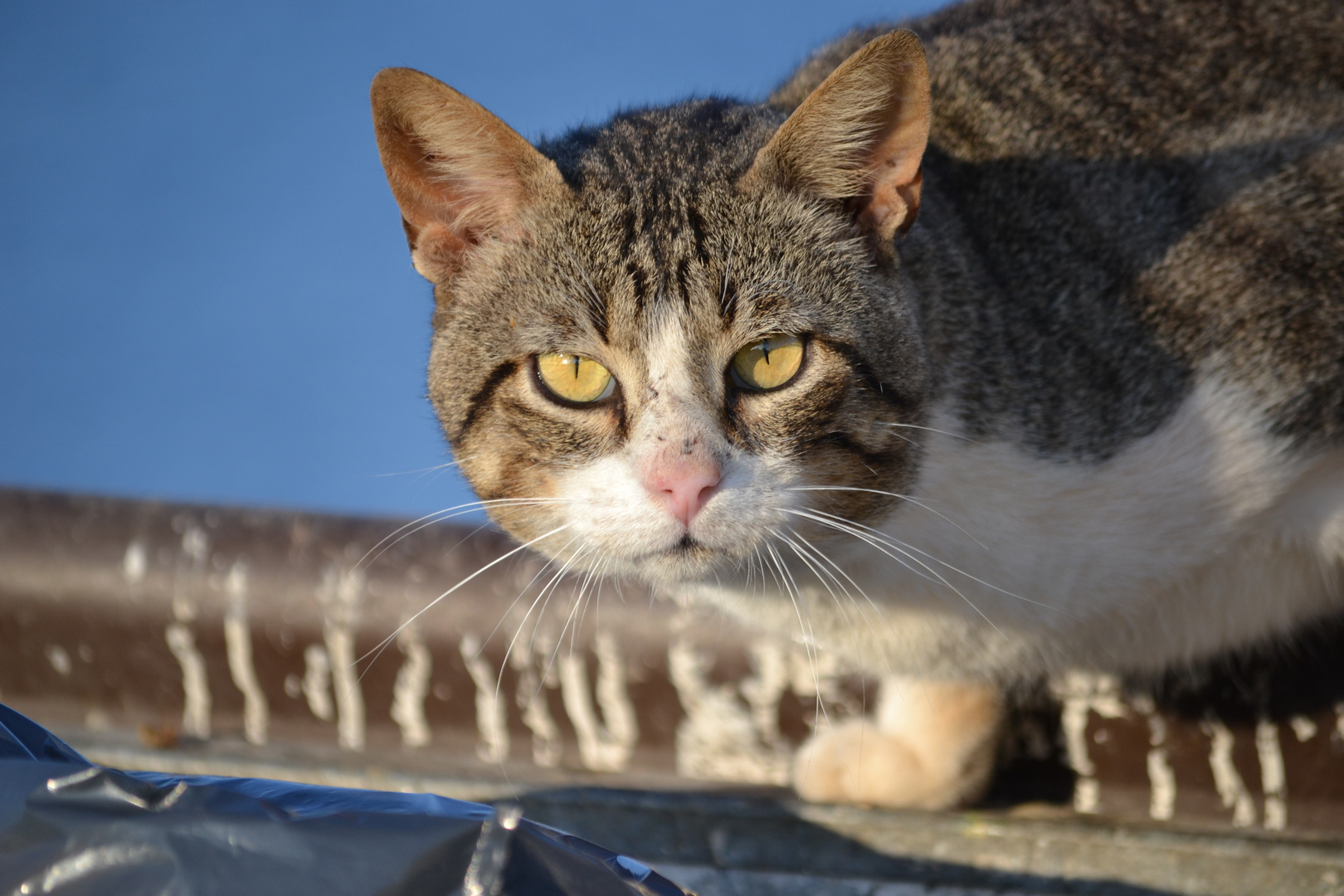 Occhi di Gatto