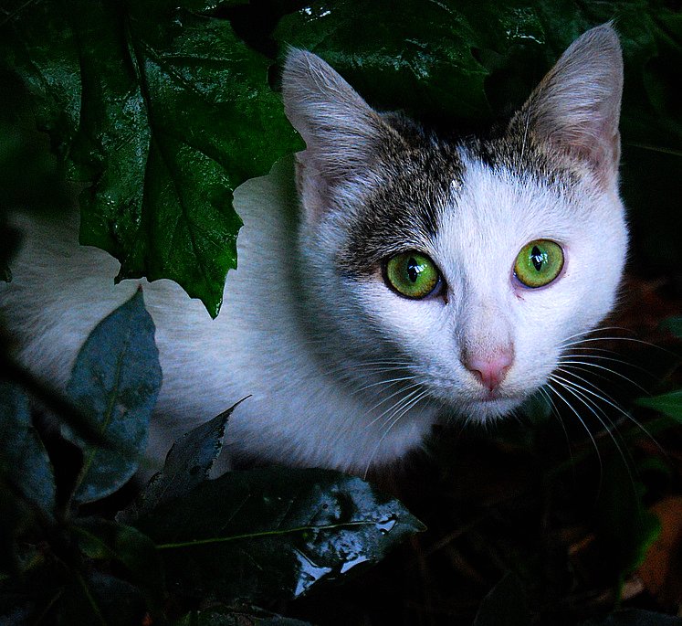 OCCHI DI GATTO